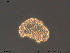  ( - Tard191)  @11 [ ] Creative Commons Attribution NonCommercial ShareAlike (2019) (2019) NTNU University Museum, Department of Natural History NTNU University Museum, Department of Natural History
