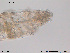  ( - Tard67)  @11 [ ] Creative Commons  Attribution Non-Commercial Share-Alike (2016) NTNU University Museum, Department of Natural History NTNU University Museum, Department of Natural History