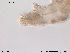  ( - Tard68)  @11 [ ] Creative Commons  Attribution Non-Commercial Share-Alike (2016) NTNU University Museum, Department of Natural History NTNU University Museum, Department of Natural History