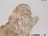  ( - Tard79)  @11 [ ] Creative Commons  Attribution Non-Commercial Share-Alike (2016) NTNU University Museum, Department of Natural History NTNU University Museum, Department of Natural History