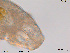  ( - Tard82)  @11 [ ] Creative Commons  Attribution Non-Commercial Share-Alike (2016) NTNU University Museum, Department of Natural History NTNU University Museum, Department of Natural History