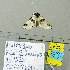  (Furcula interrupta - BIOUG10081-H08)  @12 [ ] CreativeCommons - Attribution (2014) CBG Photography Group Centre for Biodiversity Genomics