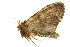  (Hapigia notha - NOTFG-0050)  @13 [ ] CreativeCommons - Attribution (2010) CBG Photography Group Centre for Biodiversity Genomics