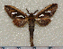 (Tarsolepis elephantorum - dd012)  @14 [ ] Unspecified (default): All Rights Reserved  Unspecified Unspecified