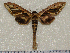  (Tarsolepis fulgurifera - dd013)  @14 [ ] Unspecified (default): All Rights Reserved  Unspecified Unspecified