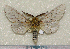  (Cerura przewalskyi - cr007)  @13 [ ] Unspecified (default): All Rights Reserved  Unspecified Unspecified