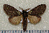  (Syntypistis nachiensis - dc051)  @13 [ ] Unspecified (default): All Rights Reserved  Unspecified Unspecified