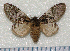  (Syntypistis victor - dc058)  @13 [ ] Unspecified (default): All Rights Reserved  Unspecified Unspecified