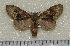  (Syntypistis pallidifascia - dc059)  @13 [ ] Unspecified (default): All Rights Reserved  Unspecified Unspecified