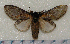  (Peridea lativitta - nt022)  @13 [ ] Unspecified (default): All Rights Reserved  Unspecified Unspecified