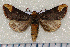  (Phalera ora - ph015)  @14 [ ] Unspecified (default): All Rights Reserved  Unspecified Unspecified