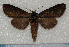  (Phalera alboalceolata - ph030)  @13 [ ] Unspecified (default): All Rights Reserved  Unspecified Unspecified