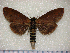  (Phalera grotei - ph048)  @13 [ ] Unspecified (default): All Rights Reserved  Unspecified Unspecified
