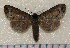  (Phalera hadrian - ph040)  @14 [ ] Unspecified (default): All Rights Reserved  Unspecified Unspecified