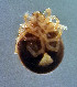  (Monatractides lusitanicus - CCDB 38559 D09)  @11 [ ] CreativeCommons - Attribution Share-Alike (2021) Unspecified Department of Biology, Faculty of Sciences and Mathematics, Podgorica