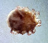  ( - CCDB 38559 H02)  @11 [ ] CreativeCommons - Attribution Share-Alike (2021) Unspecified Department of Biology, Faculty of Sciences and Mathematics, Podgorica