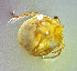  ( - CCDB 38560 B02)  @11 [ ] CreativeCommons - Attribution Share-Alike (2021) Unspecified Department of Biology, Faculty of Sciences and Mathematics, Podgorica