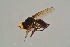  ( - GBOL16858)  @11 [ ] CreativeCommons - Attribution Non-Commercial Share-Alike (2015) Unspecified SNSB, Zoologische Staatssammlung Muenchen