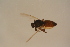  ( - GBOL16936)  @12 [ ] CreativeCommons - Attribution Non-Commercial Share-Alike (2015) Unspecified SNSB, Zoologische Staatssammlung Muenchen