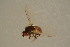  ( - GBOL17222)  @11 [ ] CreativeCommons - Attribution Non-Commercial Share-Alike (2015) Unspecified SNSB, Zoologische Staatssammlung Muenchen