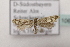  ( - BC ZSM Lep 106981)  @11 [ ] CreativeCommons - Attribution Non-Commercial Share-Alike (2019) SNSB, Staatliche Naturwissenschaftliche Sammlungen Bayerns ZSM (SNSB, Zoologische Staatssammlung Muenchen)