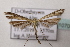  ( - BC ZSM Lep 107001)  @11 [ ] CreativeCommons - Attribution Non-Commercial Share-Alike (2019) SNSB, Staatliche Naturwissenschaftliche Sammlungen Bayerns ZSM (SNSB, Zoologische Staatssammlung Muenchen)