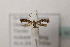  (Parornix sp1 - BC ZSM Lep 107021)  @11 [ ] CreativeCommons - Attribution Non-Commercial Share-Alike (2019) SNSB, Staatliche Naturwissenschaftliche Sammlungen Bayerns ZSM (SNSB, Zoologische Staatssammlung Muenchen)