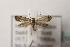  ( - BC ZSM Lep 107022)  @12 [ ] CreativeCommons - Attribution Non-Commercial Share-Alike (2019) SNSB, Staatliche Naturwissenschaftliche Sammlungen Bayerns ZSM (SNSB, Zoologische Staatssammlung Muenchen)