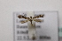  (Parornix sp2 - BC ZSM Lep 107040)  @11 [ ] CreativeCommons - Attribution Non-Commercial Share-Alike (2019) SNSB, Staatliche Naturwissenschaftliche Sammlungen Bayerns ZSM (SNSB, Zoologische Staatssammlung Muenchen)