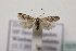  ( - BC ZSM Lep 107056)  @13 [ ] CreativeCommons - Attribution Non-Commercial Share-Alike (2019) SNSB, Staatliche Naturwissenschaftliche Sammlungen Bayerns ZSM (SNSB, Zoologische Staatssammlung Muenchen)