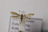  ( - BC ZSM Lep 107074)  @11 [ ] CreativeCommons - Attribution Non-Commercial Share-Alike (2019) SNSB, Staatliche Naturwissenschaftliche Sammlungen Bayerns ZSM (SNSB, Zoologische Staatssammlung Muenchen)