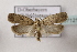  ( - BC ZSM Lep 107121)  @11 [ ] CreativeCommons - Attribution Non-Commercial Share-Alike (2019) SNSB, Staatliche Naturwissenschaftliche Sammlungen Bayerns ZSM (SNSB, Zoologische Staatssammlung Muenchen)