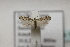  (Elachista sp12 - BC ZSM Lep 107123)  @11 [ ] CreativeCommons - Attribution Non-Commercial Share-Alike (2019) SNSB, Staatliche Naturwissenschaftliche Sammlungen Bayerns ZSM (SNSB, Zoologische Staatssammlung Muenchen)