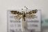  ( - BC ZSM Lep 107162)  @13 [ ] CreativeCommons - Attribution Non-Commercial Share-Alike (2019) SNSB, Staatliche Naturwissenschaftliche Sammlungen Bayerns ZSM (SNSB, Zoologische Staatssammlung Muenchen)