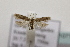  ( - BC ZSM Lep 107163)  @13 [ ] CreativeCommons - Attribution Non-Commercial Share-Alike (2019) SNSB, Staatliche Naturwissenschaftliche Sammlungen Bayerns ZSM (SNSB, Zoologische Staatssammlung Muenchen)