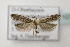  ( - BC ZSM Lep 107169)  @11 [ ] CreativeCommons - Attribution Non-Commercial Share-Alike (2019) SNSB, Staatliche Naturwissenschaftliche Sammlungen Bayerns ZSM (SNSB, Zoologische Staatssammlung Muenchen)