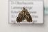  ( - BC ZSM Lep 107172)  @12 [ ] CreativeCommons - Attribution Non-Commercial Share-Alike (2019) SNSB, Staatliche Naturwissenschaftliche Sammlungen Bayerns ZSM (SNSB, Zoologische Staatssammlung Muenchen)