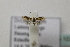  ( - BC ZSM Lep 107181)  @12 [ ] CreativeCommons - Attribution Non-Commercial Share-Alike (2019) SNSB, Staatliche Naturwissenschaftliche Sammlungen Bayerns ZSM (SNSB, Zoologische Staatssammlung Muenchen)