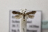  ( - BC ZSM Lep 107197)  @11 [ ] CreativeCommons - Attribution Non-Commercial Share-Alike (2019) SNSB, Staatliche Naturwissenschaftliche Sammlungen Bayerns ZSM (SNSB, Zoologische Staatssammlung Muenchen)