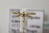  ( - BC ZSM Lep 107216)  @11 [ ] CreativeCommons - Attribution Non-Commercial Share-Alike (2019) SNSB, Staatliche Naturwissenschaftliche Sammlungen Bayerns ZSM (SNSB, Zoologische Staatssammlung Muenchen)