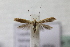  ( - BC ZSM Lep 108855)  @13 [ ] by-nc-sa (2020) SNSB, Staatliche Naturwissenschaftliche Sammlungen Bayerns ZSM (SNSB, Zoologische Staatssammlung Muenchen)