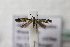  ( - BC ZSM Lep 108889)  @11 [ ] by-nc-sa (2020) SNSB, Staatliche Naturwissenschaftliche Sammlungen Bayerns ZSM (SNSB, Zoologische Staatssammlung Muenchen)