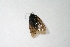  ( - BC_ZSM_Lep_113897)  @11 [ ] by-nc-sa (2022) SNSB, Staatliche Naturwissenschaftliche Sammlungen Bayerns ZSM (SNSB, Zoologische Staatssammlung Muenchen)