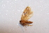  ( - BC_ZSM_Lep_113962)  @11 [ ] by-nc-sa (2022) SNSB, Staatliche Naturwissenschaftliche Sammlungen Bayerns ZSM (SNSB, Zoologische Staatssammlung Muenchen)