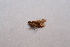  ( - BC_ZSM_Lep_113990)  @11 [ ] by-nc-sa (2022) SNSB, Staatliche Naturwissenschaftliche Sammlungen Bayerns ZSM (SNSB, Zoologische Staatssammlung Muenchen)