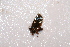  ( - BC_ZSM_Lep_114008)  @12 [ ] by-nc-sa (2022) SNSB, Staatliche Naturwissenschaftliche Sammlungen Bayerns ZSM (SNSB, Zoologische Staatssammlung Muenchen)