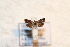  ( - BC_ZSM_Lep_114143)  @11 [ ] by-nc-sa (2022) SNSB, Staatliche Naturwissenschaftliche Sammlungen Bayerns ZSM (SNSB, Zoologische Staatssammlung Muenchen)