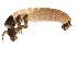  (Glossosoma verdonum - BIOUG00649-D07)  @14 [ ] CreativeCommons - Attribution (2012) CBG Photography Group Centre for Biodiversity Genomics
