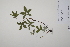 ( - CP0011393)  @11 [ ] CreativeCommons  Attribution Non-Commercial No Derivatives (2022) Herbarium C Natural History Museum of Denmark