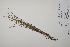  ( - CP0011589)  @11 [ ] CreativeCommons  Attribution Non-Commercial No Derivatives (2022) Herbarium C Natural History Museum of Denmark